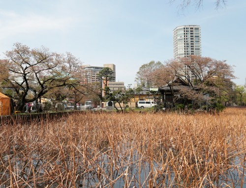 不忍池弁財天 – Shinobazuno-ike Benzai-ten 🌿🌾 🌺🗼🇯🇵