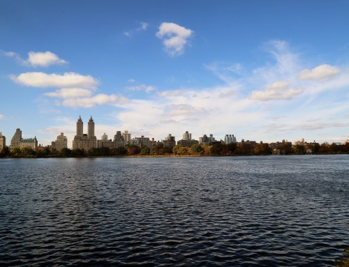 Central Park’s Foliage