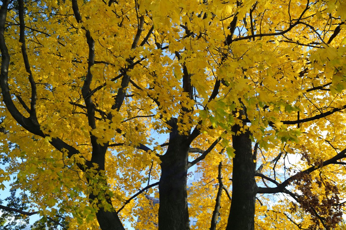 Yellow Foliage