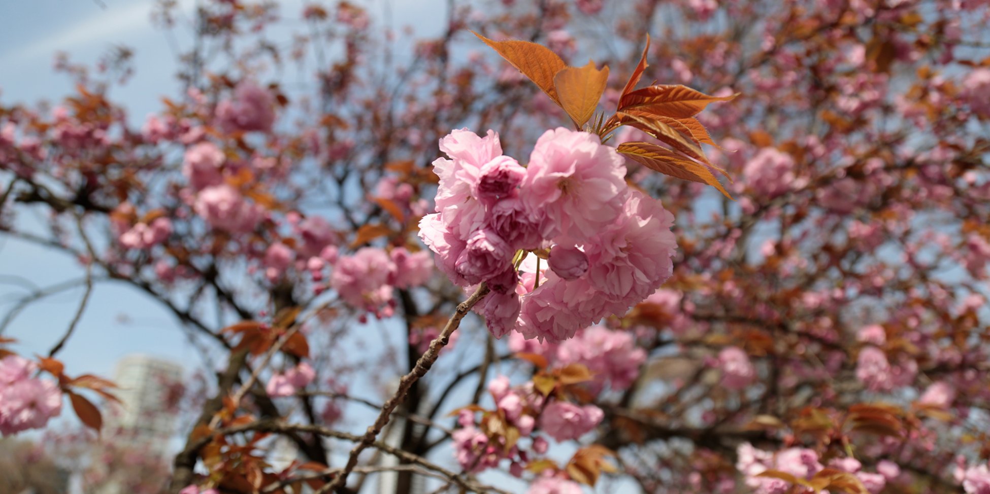 Prunus serrulata