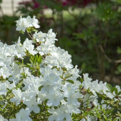 Rhododendron subg.