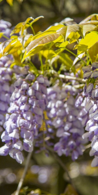 Japanese Wisteria