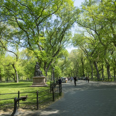 Forest in the city