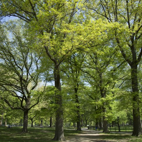 The Mall and Literary Walk