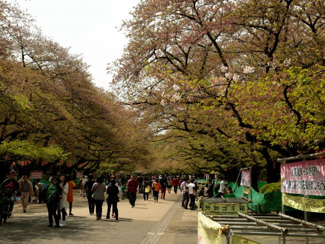 Many Visitors on Hanami Day