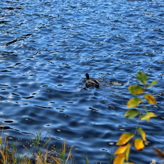 A Goose's Finding its food