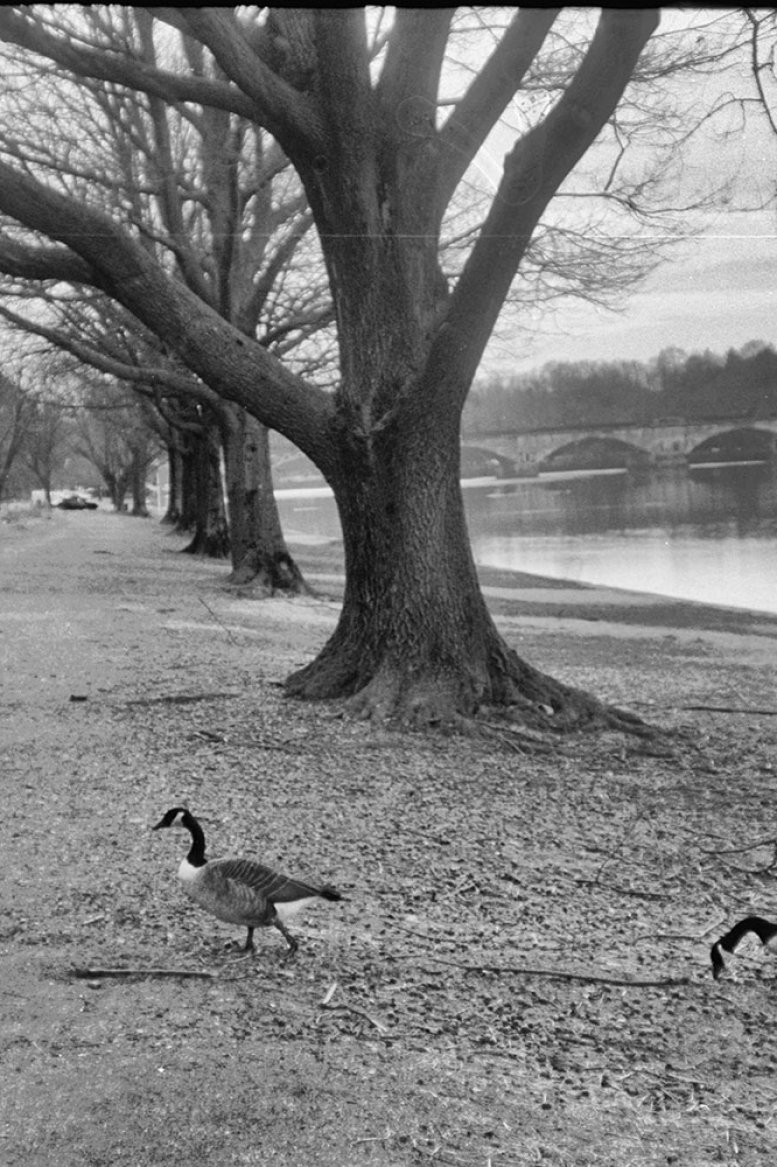 Geese Family