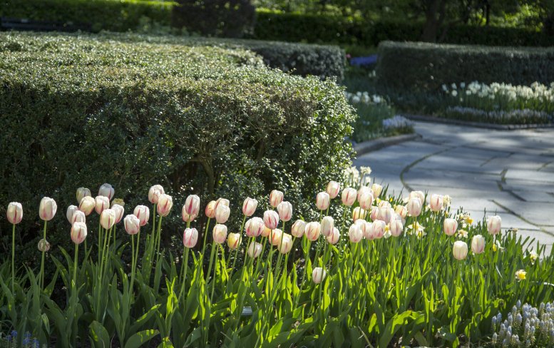 Gorgeous Lilies