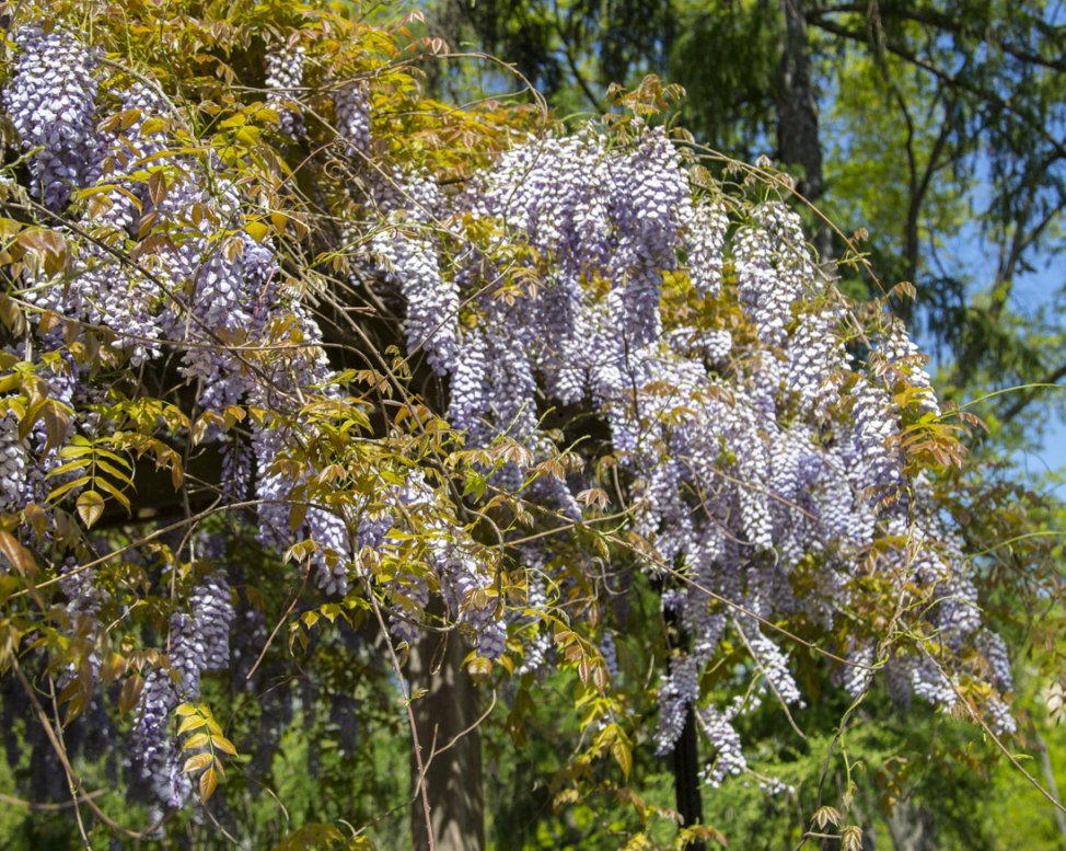 Gorgeous Wisteria